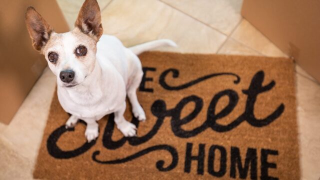 Τα δύο σοβαρά λάθη που κάνουμε μόλις υιοθετήσουμε έναν σκύλο