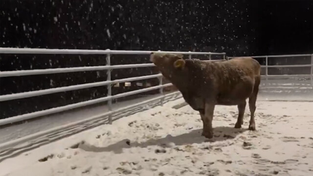 Αγελάδα βλέπει χιόνι για πρώτη φορά και γίνεται viral με την αντίδρασή της, δείτε βίντεο
