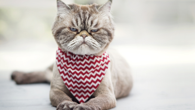 Αν θέλετε να σας αγαπάει η γάτα σας, μην κάνετε αυτά τα πράγματα