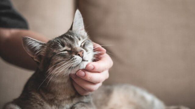 Πώς μπορούμε να δείξουμε στη γάτα μας πως τη νοιαζόμαστε