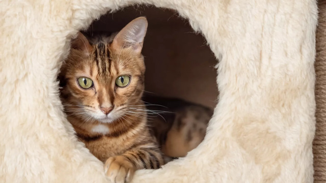 Γιατί οι γάτες θέλουν να κρύβονται σε παράξενα σημεία του σπιτιού