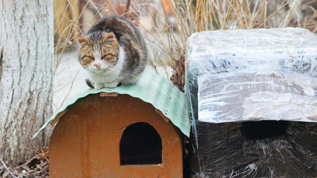 Δείτε πώς θα κατασκευάσετε χειμερινά σπιτάκια για τις αδέσποτες γάτες