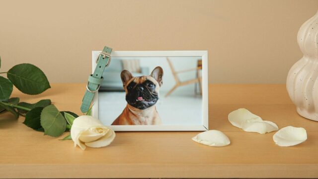 Οι σκέψεις που κάνουμε όταν χάνουμε τον σκύλο μας και πριν υιοθετήσουμε τον επόμενο