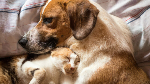 Όταν πέφτει η θερμοκρασία: Πώς να κρατήσουμε τα κατοικίδιά μας ζεστά