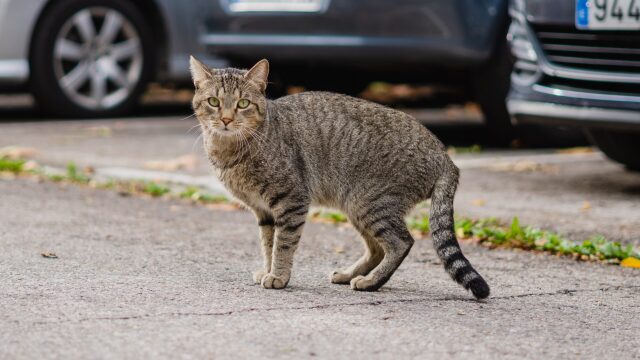 Ποιες γάτες διατρέχουν μεγαλύτερο κίνδυνο από τα αυτοκίνητα στους δρόμους– Τι πρέπει να προσέξετε