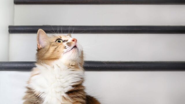 Οι ήχοι που δεν αντέχει η γάτα να ακούει – Τα σημάδια που το δείχνουν