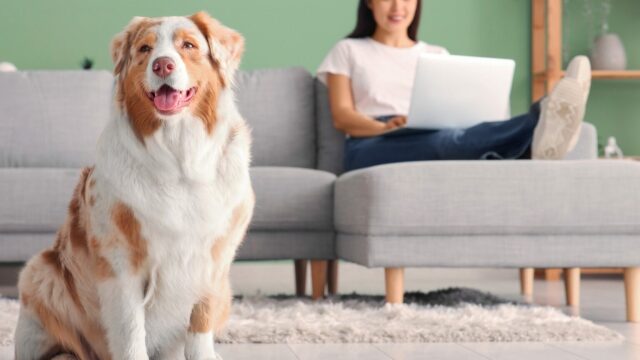 Τι δείχνει η σχέση με τον σκύλο μας για τoν χαρακτήρα μας