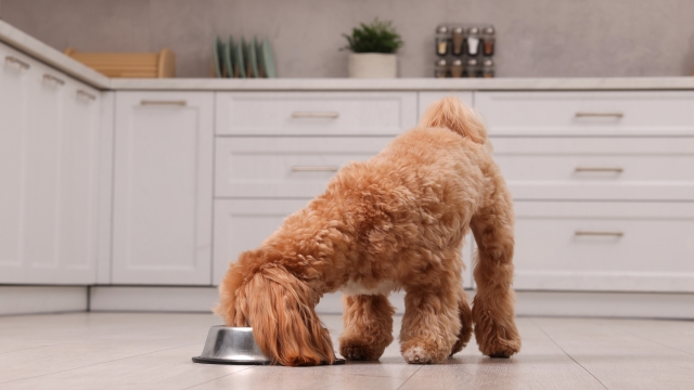 Το superfood που είναι τοξικό για τον σκύλο – Μπορεί να τον οδηγήσει στα επείγοντα