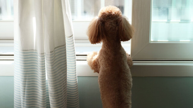 Πώς η μυρωδιά μας βοηθά το κατοικίδιο μας να υπολογίσει την ώρα της επιστροφής μας στο σπίτι