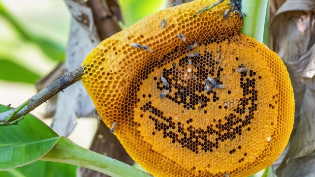 Από τη Σχοινούσα μέχρι τη Νέα Ζηλανδία: Τα πιο σπάνια μέλια του κόσμου