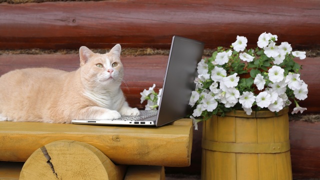 Τα 5 σημάδια που δείχνουν πως η γάτα σας είναι πολύ έξυπνη