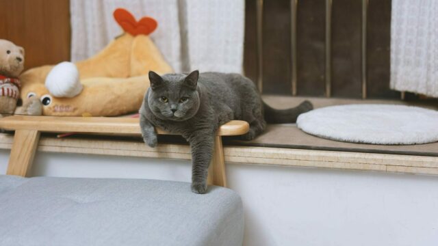 5 πράγματα που κάνει η γάτα για να μας τραβήξει την προσοχή – Πότε πρέπει να ανησυχήσουμε