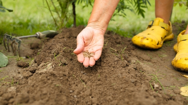 4 φυτά που αξίζει να φυτέψετε στα τέλη Ιανουαρίου
