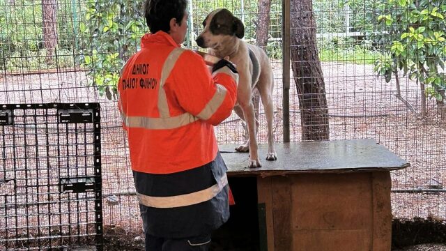 Παράδειγμα προς μίμηση: Ο Δήμος της Αττικής που αλλάζει την καθημερινότητα των αδέσποτων