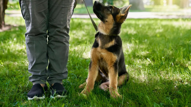Γιατί σας κοιτάει ο σκύλος σας όταν κάνει την ανάγκη του