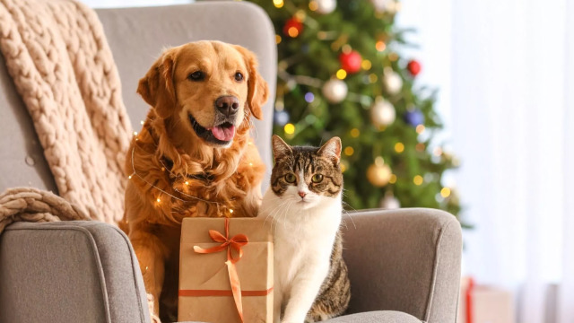 Ο Αϊ Βασίλης έρχεται: Τα πιο όμορφα χριστουγεννιάτικα παιχνίδια για τον σκύλο και τη γάτα σας