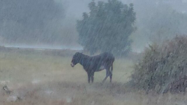 Σώθηκε γαϊδουράκι που βρέθηκε δεμένο στην καταρρακτώδη βροχή