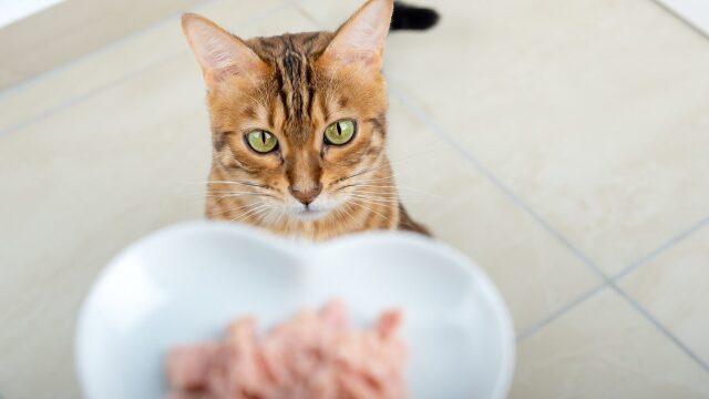 Γιατί δεν πρέπει να δίνετε συχνά ψάρι στη γάτα σας