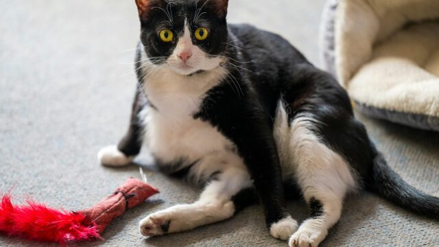 Τα αγαπημένα παιχνίδια των γατών- Πώς θα καταλάβετε ποιο είναι το αγαπημένο της δικής σας γάτας