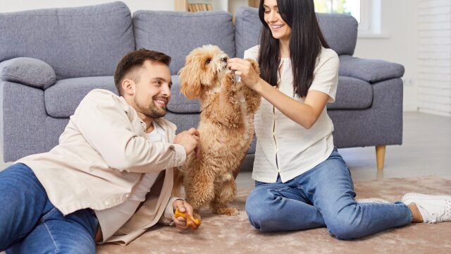 Μπορεί ένα κατοικίδιο να σώσει έναν γάμο; Ποια είναι η πραγματικότητα