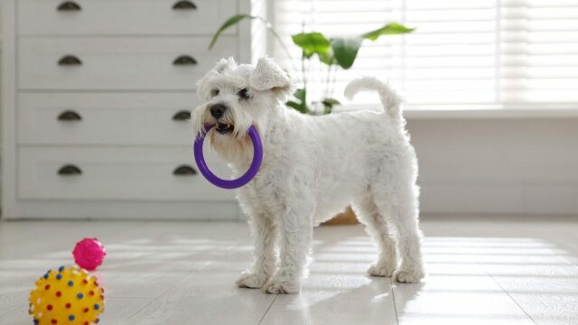 Γιατί ο σκύλος μας φέρνει το παιχνίδι του μόλις επιστρέφουμε σπίτι