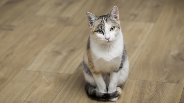 6 πράγματα που ξέρει η γάτα σας για εσάς που ούτε τα φαντάζεστε