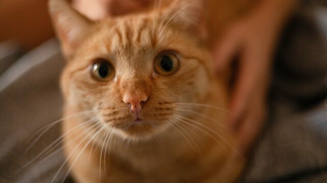 Γιατί τρέμει η γάτα σας – Οι συνηθέστερες αιτίες