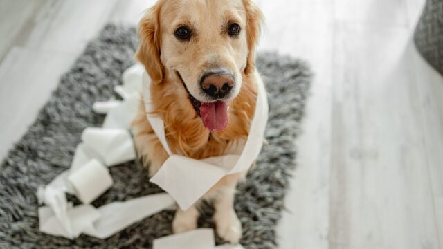 4 σημάδια ότι ο σκύλος σας θέλει να πάει τουαλέτα