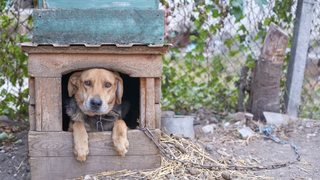 Ο ιστορικός νόμος που ψήφισε η Πολωνία υπέρ των ζώων - Ο λόγος που ίσως δεν εφαρμοστεί και οι αντιδράσεις