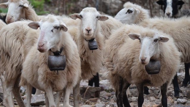 Πρωτοψάλτης: Οικονομική στήριξη 187 εκατ. ευρώ σε κτηνοτρόφους που έχουν πληγεί από την ευλογιά μέχρι τέλος του 2026
