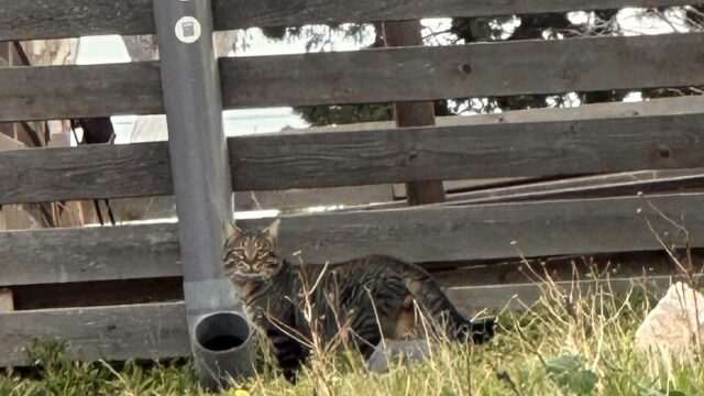 Στη Σαντορίνη τα αδέσποτα ταΐζονται με τον πιο πρωτότυπο τρόπο