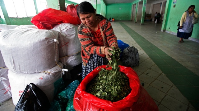 Η επιφάνεια των καλλιεργειών κόκας στη Βολιβία αυξήθηκε κατά 10% το 2024 