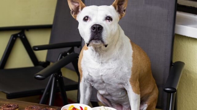 Οι πιο επικίνδυνες χριστουγεννιάτικες λιχουδιές για σκύλους και γάτες