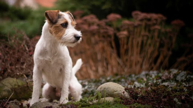 Τι φοβάται περισσότερο ο σκύλος μας – Πώς θα τον βοηθήσουμε