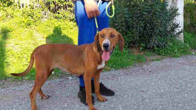 Η παιχνιδιάρα Ζουζού βρέθηκε μόνη σε βουνό- Ψάχνει ένα σπίτι να ζει ευτυχισμένη