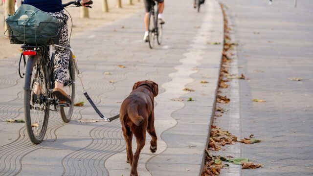 Τι πρέπει απαραίτητα να γνωρίζετε πριν κάνετε βόλτα με το ποδήλατο μαζί με τον σκύλο σας