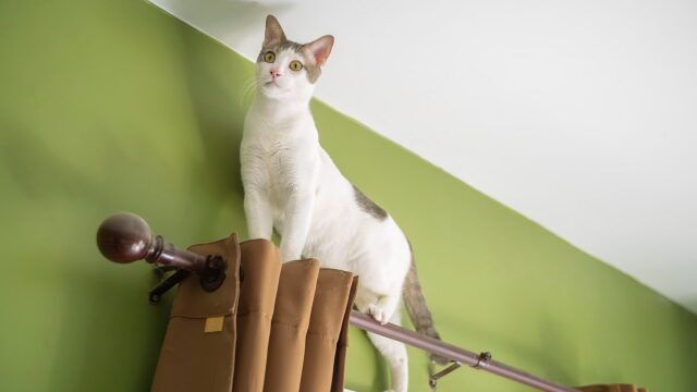 Τι σκέφτονται οι γάτες για εμάς- Πώς μας βλέπουν