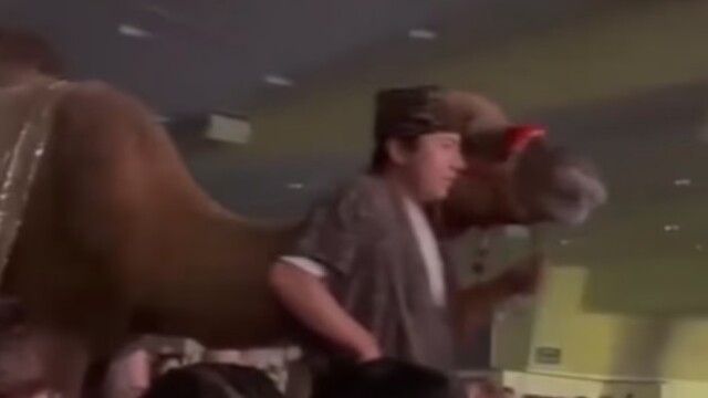 Καμήλα  κλώτσησε γυναίκα θεατή σε χριστουγεννιάτικη παράσταση εκκλησίας στο Χιούστον, δείτε βίντεο