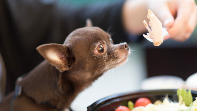 Τα κρέατα που δεν πρέπει ποτέ να καταναλώσει ένας σκύλος – Είναι επικίνδυνα για την υγεία του
