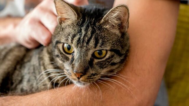 Πώς μπορείτε να βοηθήσετε τη γάτα σας όταν εκείνη φοβάται;