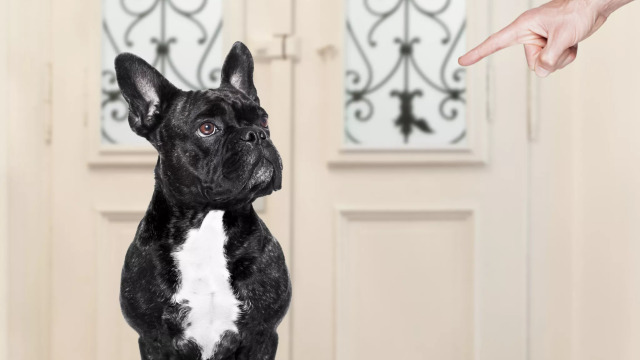 Θυμάται ο σκύλος μας ότι τον μαλώσαμε; Πώς θα καταλάβουμε αν μας συγχώρεσε
