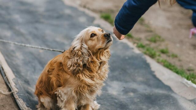 Από πόσο μακριά μπορεί να σας αναγνωρίσει ο σκύλος σας
