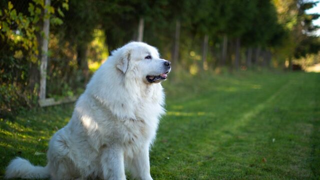 Ορεινός σκύλος των Πυρηναίων: 6 πράγματα που δεν γνωρίζατε για τον γίγαντα των βουνών
