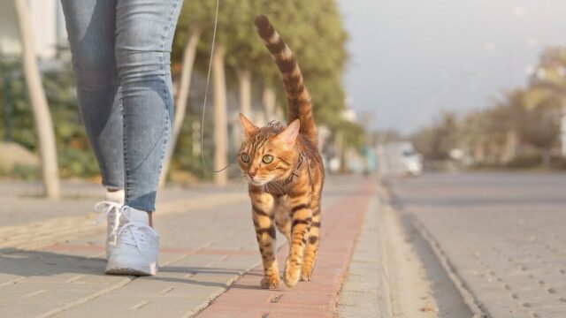 Αρέσει στη γάτα σας να περπατάει με λουράκι; Πώς θα το μάθετε
