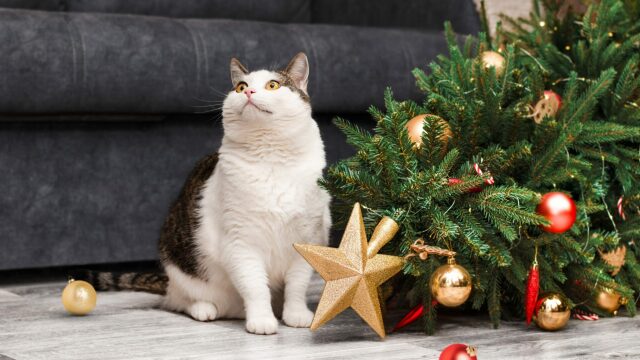 Χριστουγεννιάτικο δέντρο και γάτες - Κίνδυνοι που δύσκολα φανταζόμαστε αλλά μπορούμε να αποφύγουμε