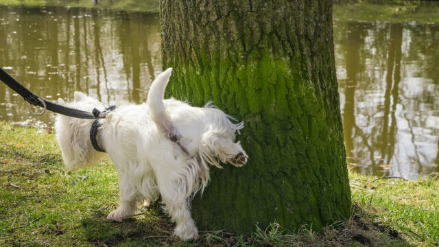 Ποιος είναι ο κανόνας των 21 δευτερολέπτων που ισχύει για τα θηλαστικά – Ποια εξαιρούνται