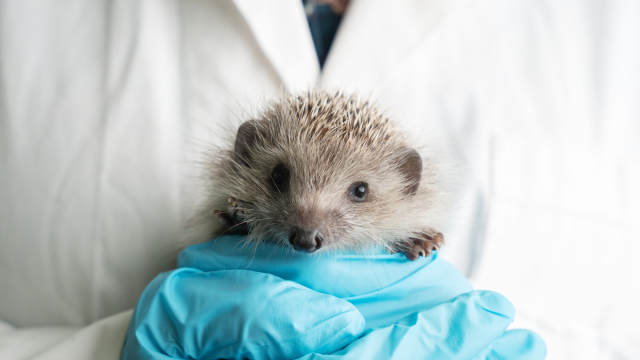 ΑΝΙΜΑ: 20 χρόνια προσφοράς στα άγρια ζώα – Πώς μπορούμε να βοηθήσουμε