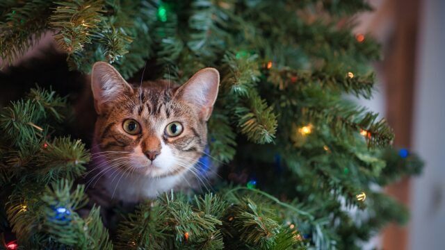 Πώς να κρατήσετε τη γάτα σας μακριά από το χριστουγεννιάτικο δέντρο