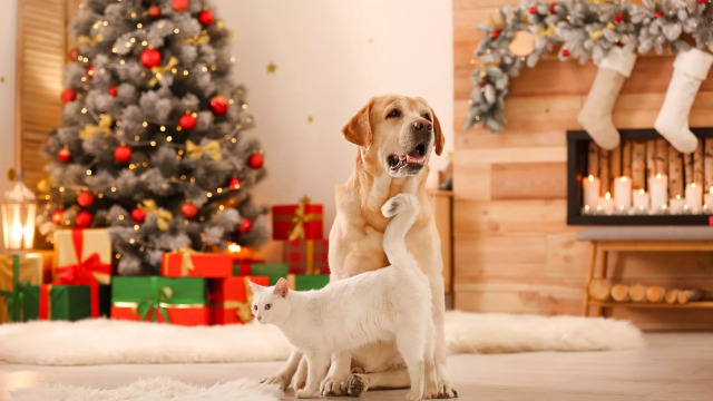Οι πιο νόστιμες λιχουδιές που θα λατρέψουν ο σκύλος και η γάτα σας