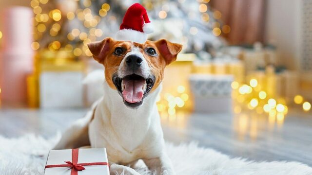 Ποιοι σκύλοι είναι πιθανότερο να κάνουν αταξίες τα Χριστούγεννα